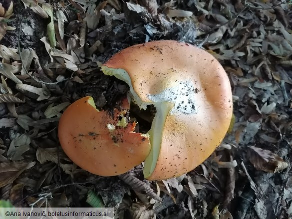 Amanita caesarea