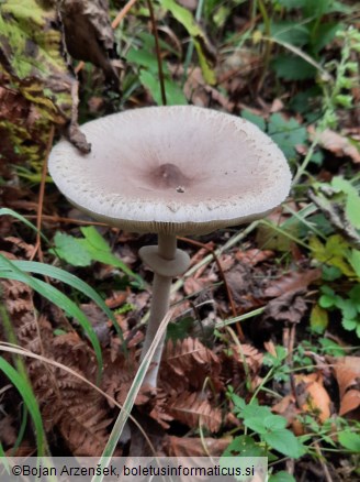 Macrolepiota mastoidea