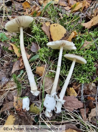 Amanita betulae