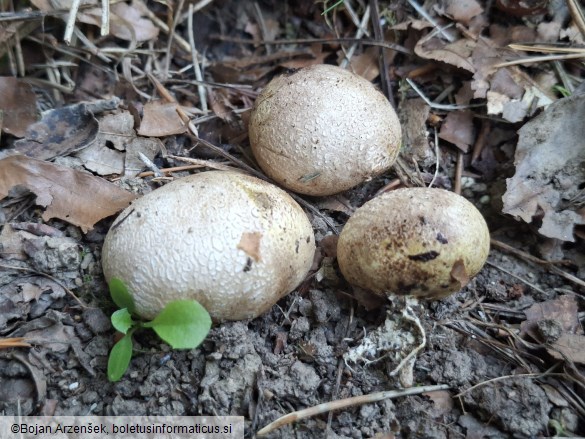 Scleroderma cepa