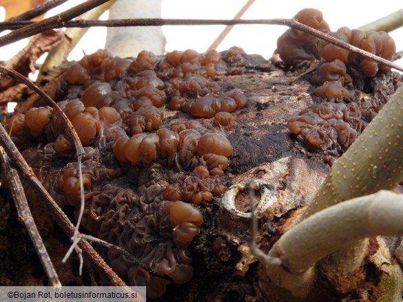 Auricularia mesenterica