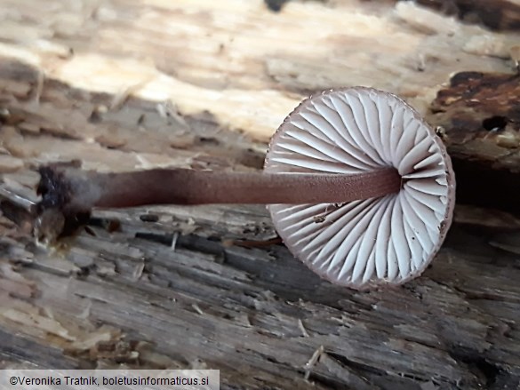 Mycena haematopus