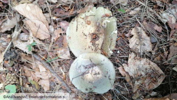 Russula heterophylla