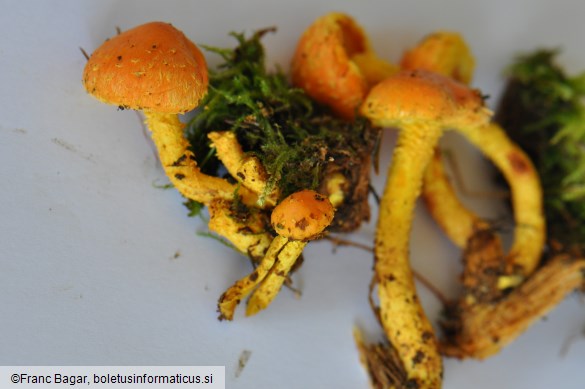 Pholiota flammans