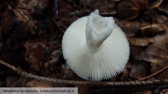 Russula fragilis