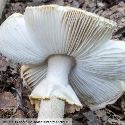 Amanita franchetii