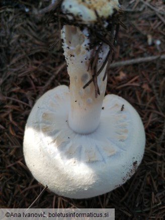 Agaricus arvensis