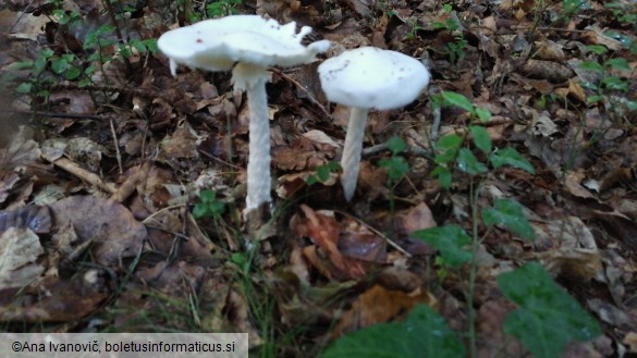 Amanita virosa