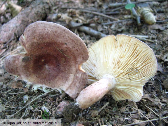 Lactarius curtus