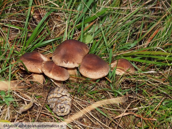 Tricholoma imbricatum