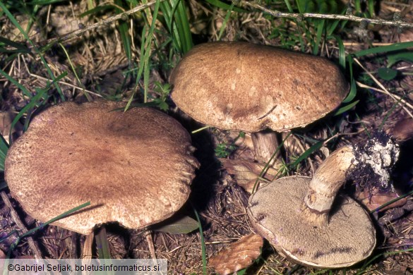 Suillus bresadolae
