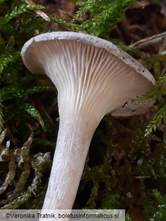 Cantharellula umbonata