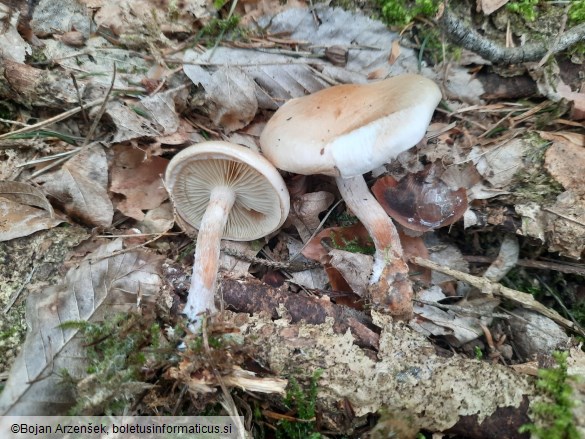 Pholiota mixta