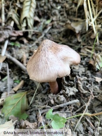 Inocybe erubescens