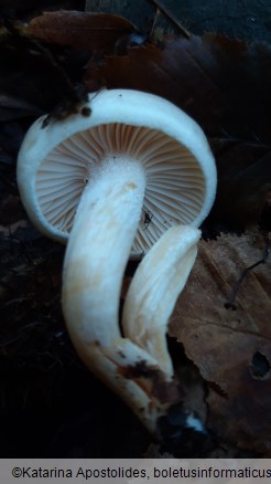 Hygrophorus lindtneri