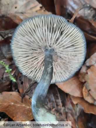 Entocybe nitida