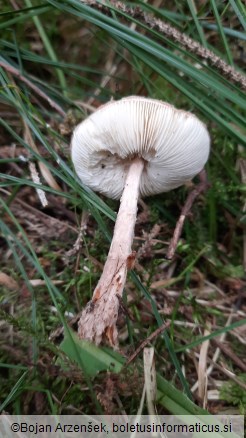 Lepiota echinella