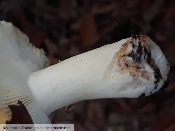 Russula ochroleuca