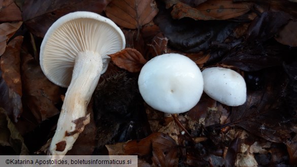 Hygrophorus cossus