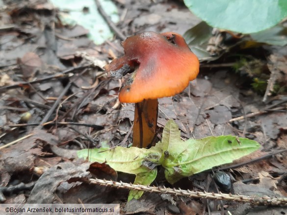 Hygrocybe conica