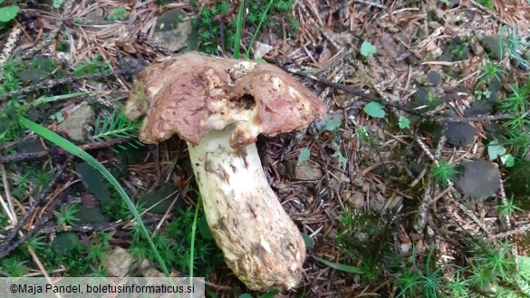 Boletus appendiculatus