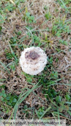 Coprinus comatus
