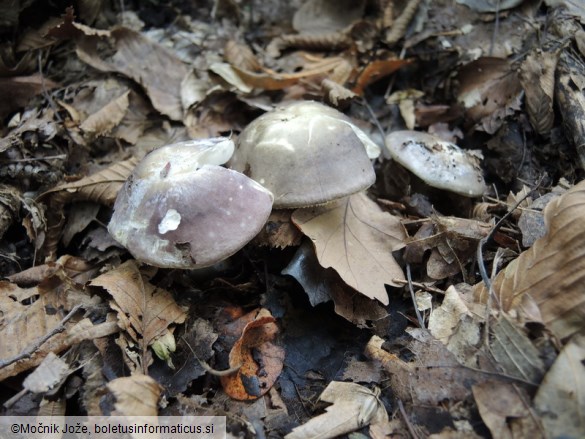 Russula pelargonia