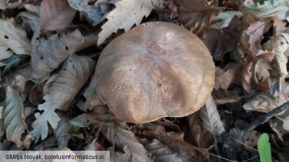 Boletus aereus