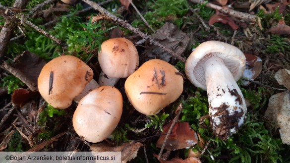 Hygrophorus pudorinus