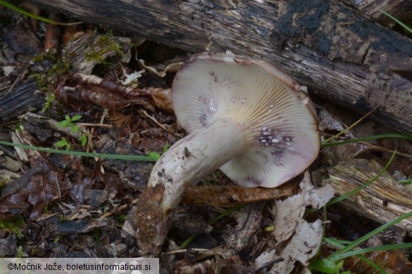 Lactarius luridus