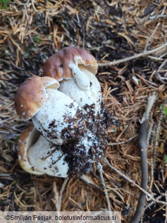 Boletus edulis