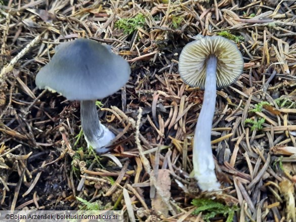 Entocybe nitida