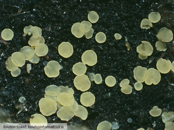 Bisporella subpallida