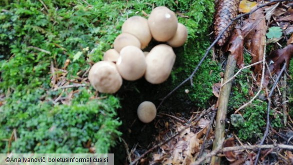 Lycoperdon pyriforme