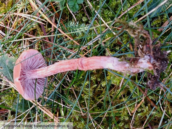 Laccaria bicolor