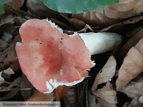 Russula silvestris