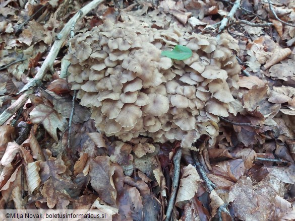 Polyporus umbellatus