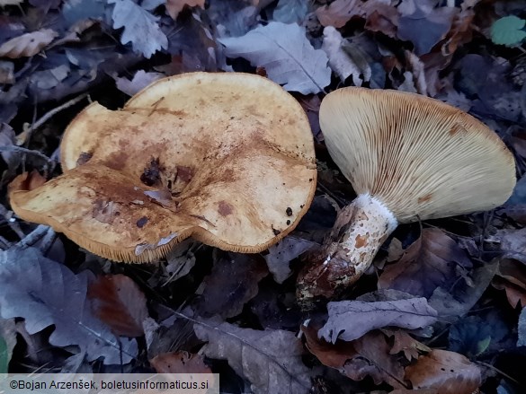 Lactarius scrobiculatus