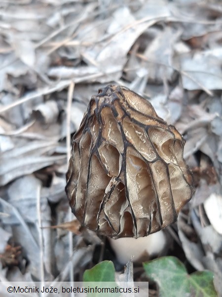 Morchella semilibera