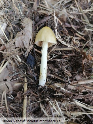 Bolbitius titubans