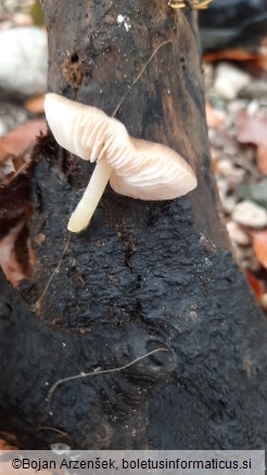 Pluteus romellii