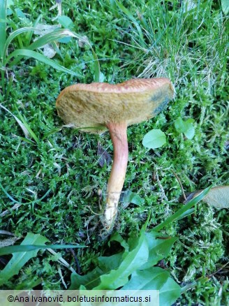Rheubarbariboletus armeniacus