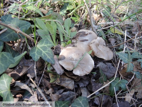 Entoloma saundersii