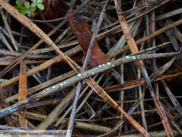 Lachnellula pulverulenta