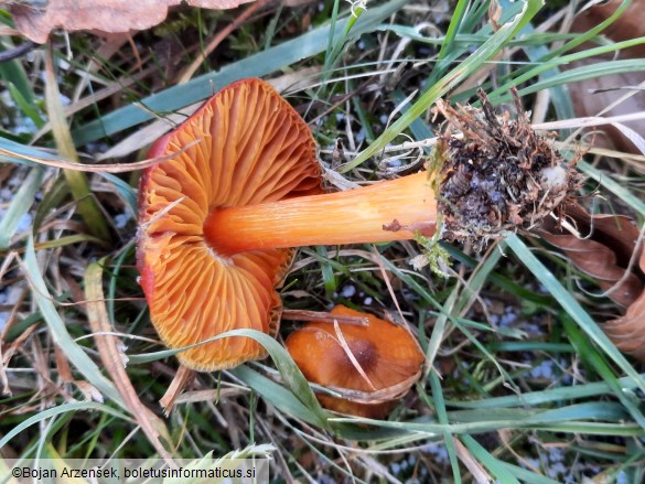 Hygrocybe punicea