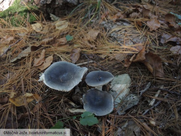 Russula parazurea