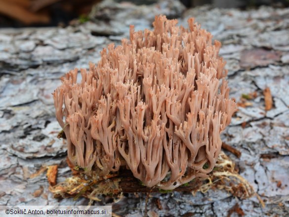 Ramaria rubella