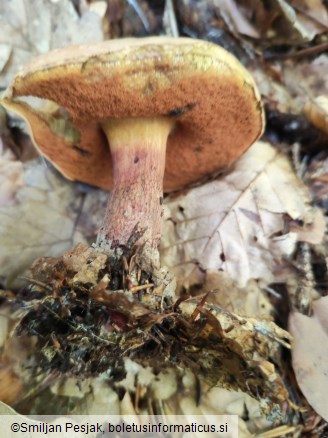 Boletus luridus