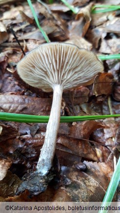 Entoloma