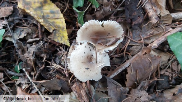 Hygrophorus pustulatus